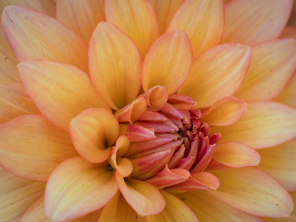 Usa-Washington State-Duvall. Orange Garden dahlia close-up art print by Merrill Images for $57.95 CAD