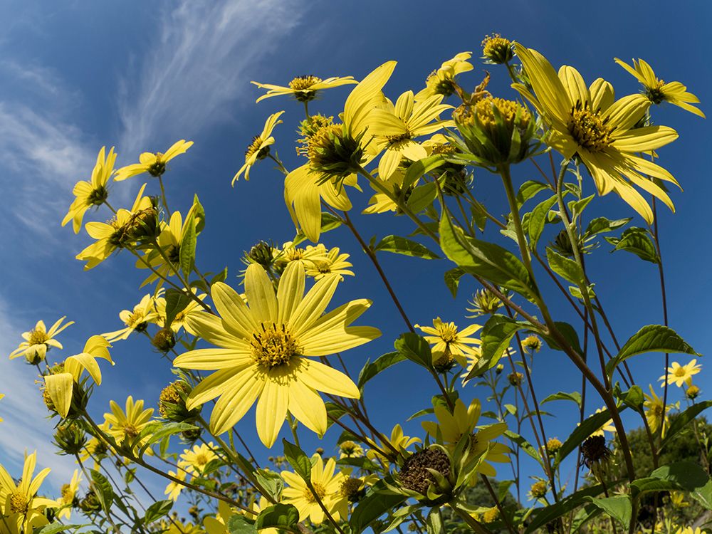 Usa-Washington State-Bellevue. Giant sunflowers art print by Merrill Images for $57.95 CAD