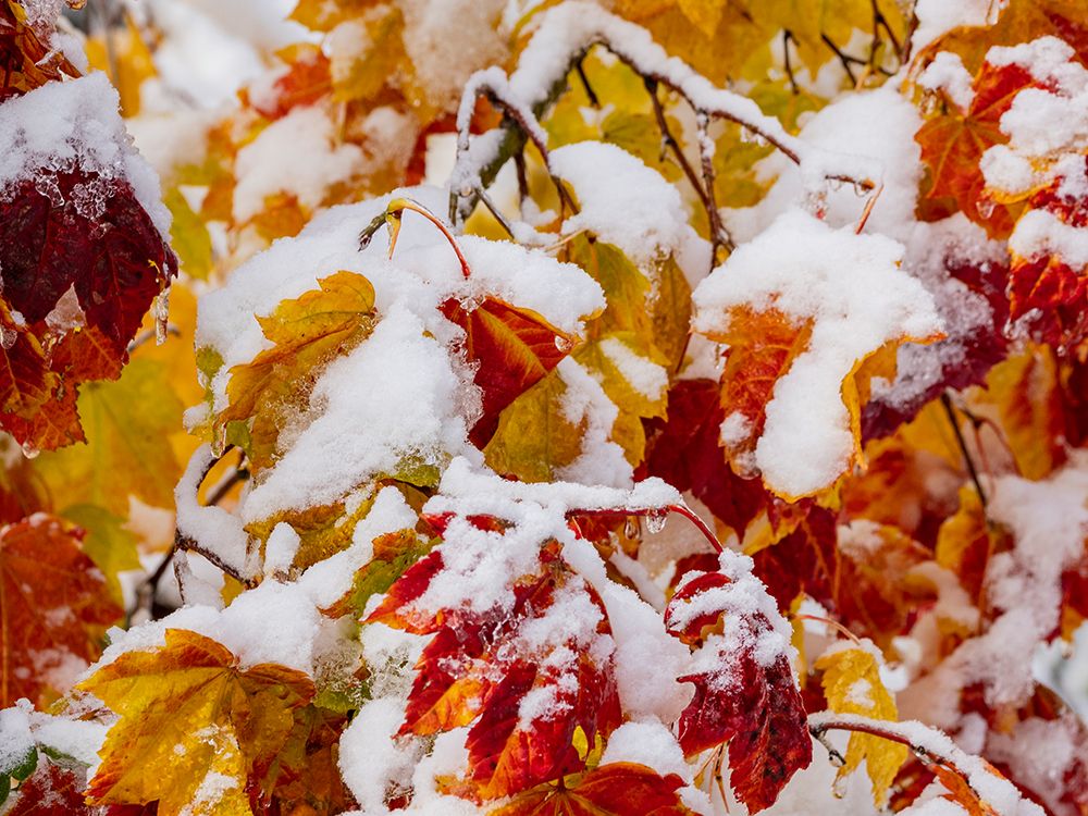 Usa-Washington State-Cle Elum. Vine maple in snow art print by Merrill Images for $57.95 CAD
