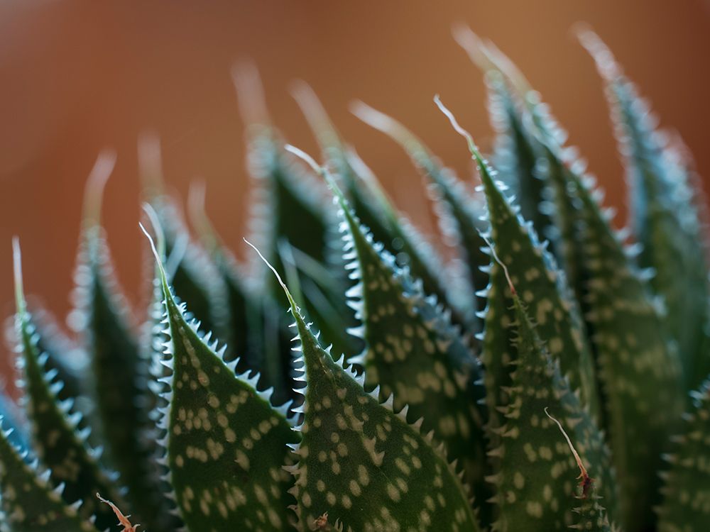 Usa-Bellevue. Lace aloe art print by Merrill Images for $57.95 CAD