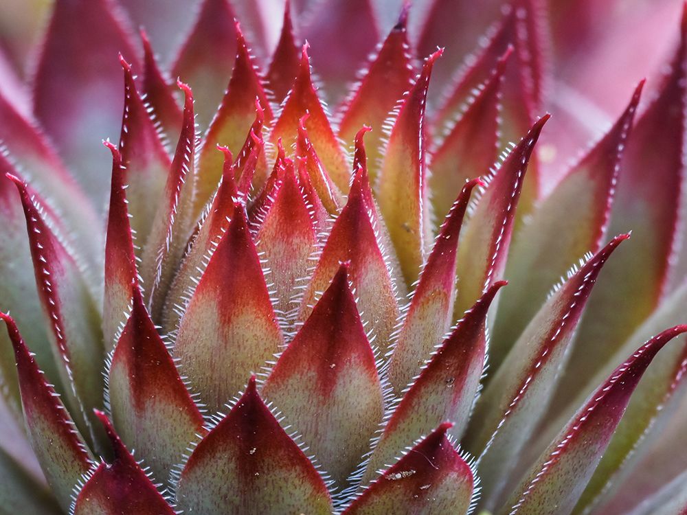 Usa-Washington State-Bellevue. Backlit succulent houseleek-aka Hens-And-Chicks. art print by Merrill Images for $57.95 CAD