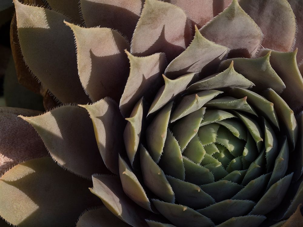 Usa-Washington State-Bellevue. Houseleek Bronze Pastel-also known as Hens-And-Chicks art print by Merrill Images for $57.95 CAD