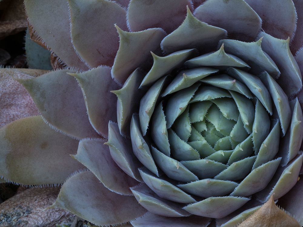 Usa-Washington State-Bellevue. Houseleek Bronze Pastel-also known as Hens-And-Chicks art print by Merrill Images for $57.95 CAD