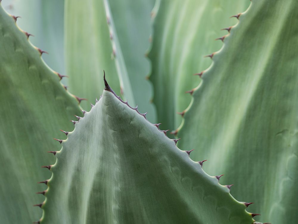 Usa-Seattle. Century plant close-up art print by Merrill Images for $57.95 CAD