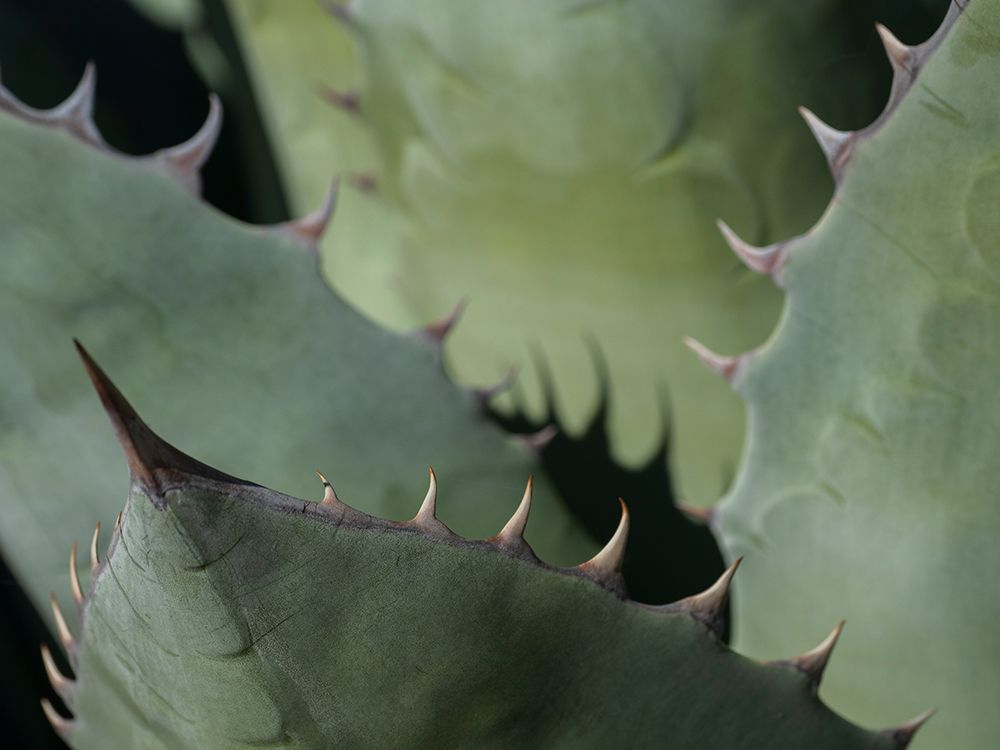 Usa-Seattle. Century plant close-up art print by Merrill Images for $57.95 CAD