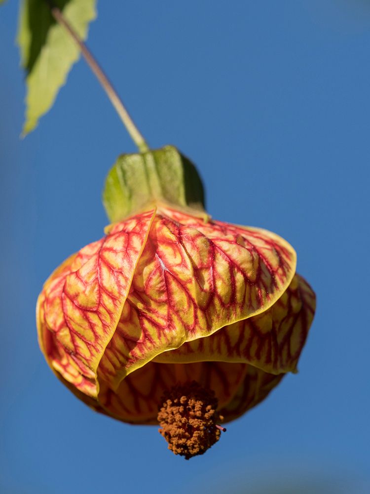 Usa-Seattle. Red vein abutilon art print by Merrill Images for $57.95 CAD