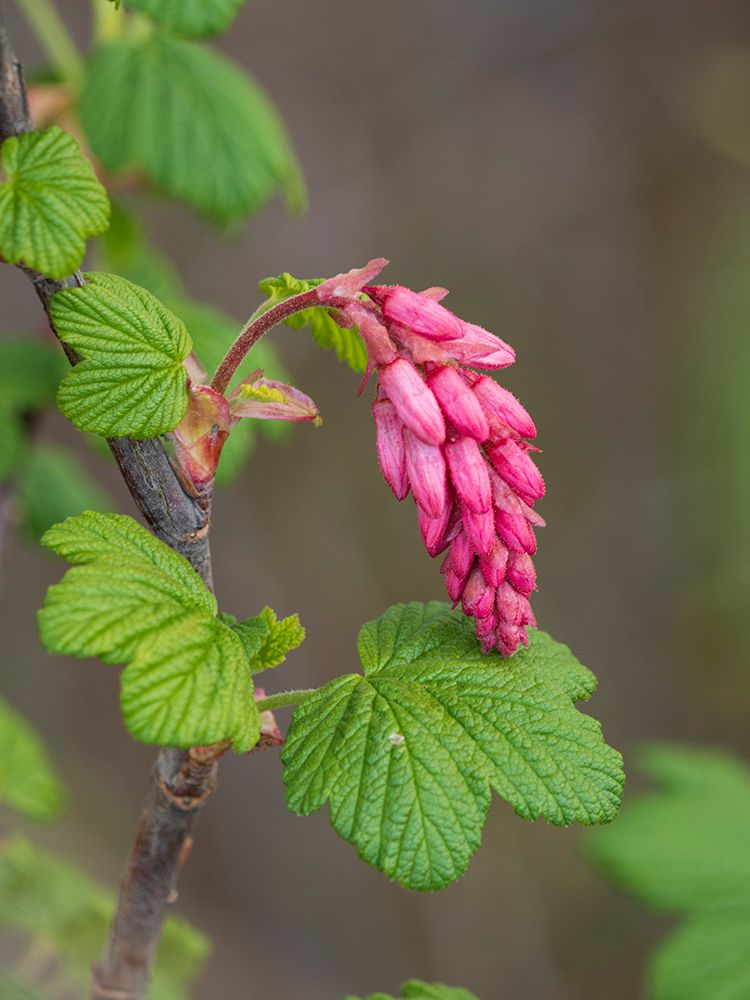USA-Washington State. Red flowering currant. art print by Merrill Images for $57.95 CAD