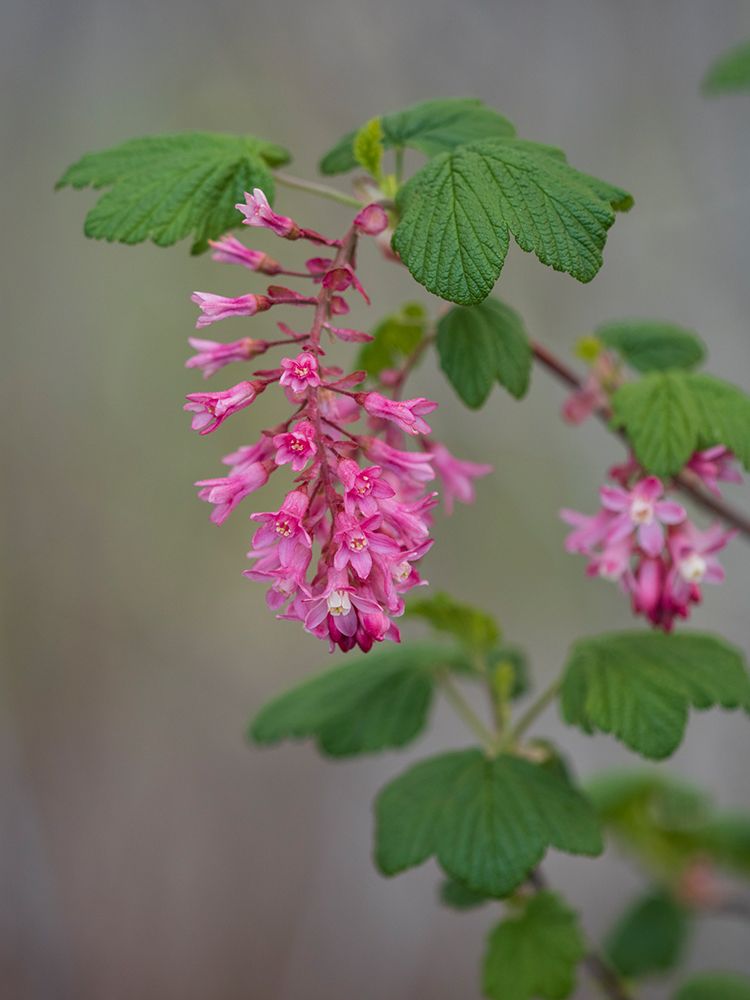 USA-Washington State. Red flowering currant. art print by Merrill Images for $57.95 CAD