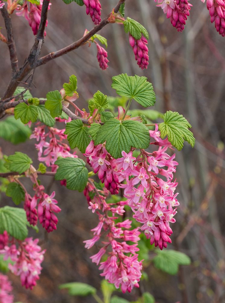 USA-Washington State. Red flowering currant. art print by Merrill Images for $57.95 CAD