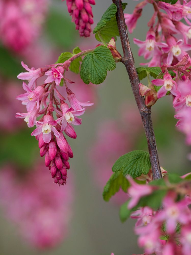 USA-Washington State. Red flowering currant. art print by Merrill Images for $57.95 CAD