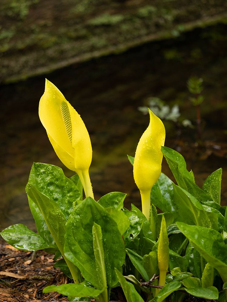 Usa-Washington State-Bellevue. Bellevue Botanical Garden. Western skunk cabbage. art print by Merrill Images for $57.95 CAD