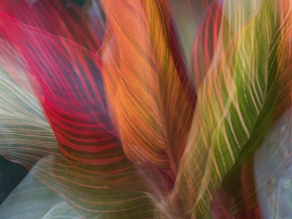Usa-Washington State-Bellevue. Bellevue Botanical Garden. Ti plant. art print by Merrill Images for $57.95 CAD