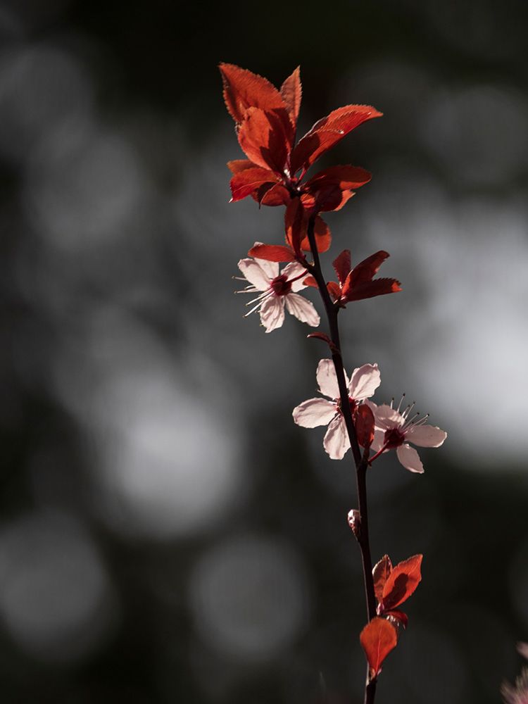 Usa-Washington State-Bellevue. Bellevue Botanical Garden. Cherry plum art print by Merrill Images for $57.95 CAD
