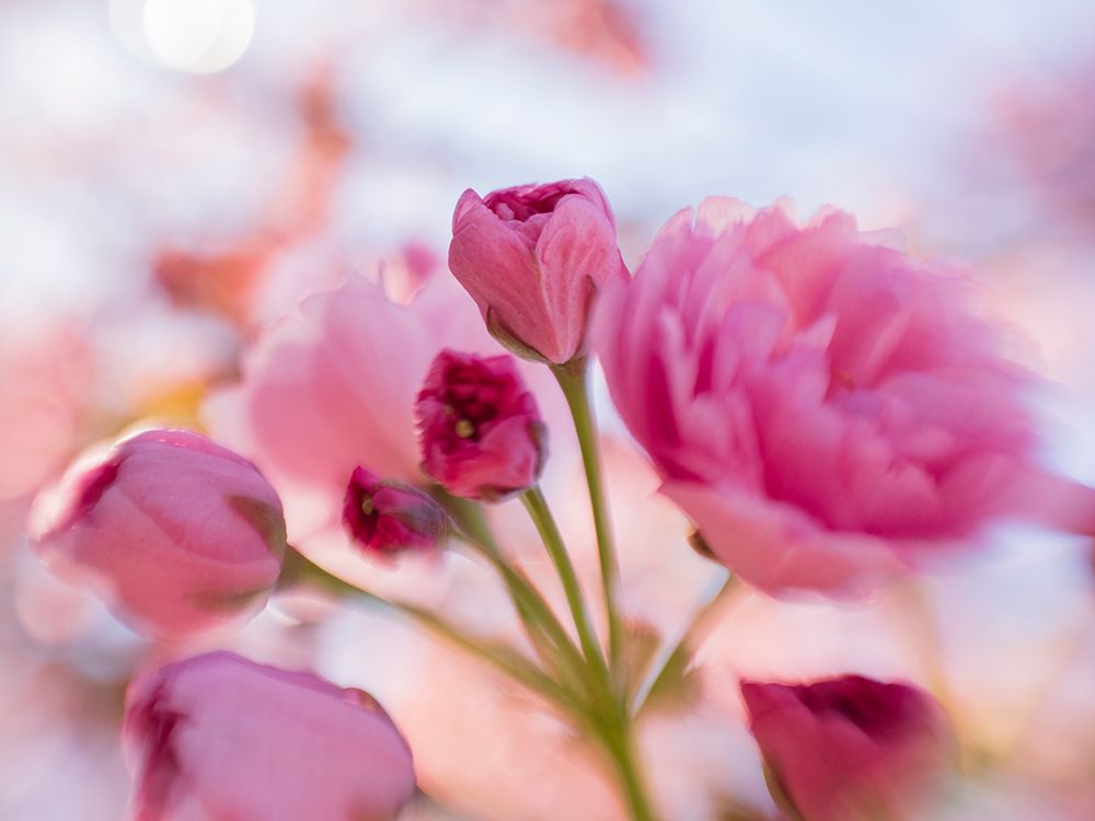 Usa-Washington State. Cherry blossoms. art print by Merrill Images for $57.95 CAD