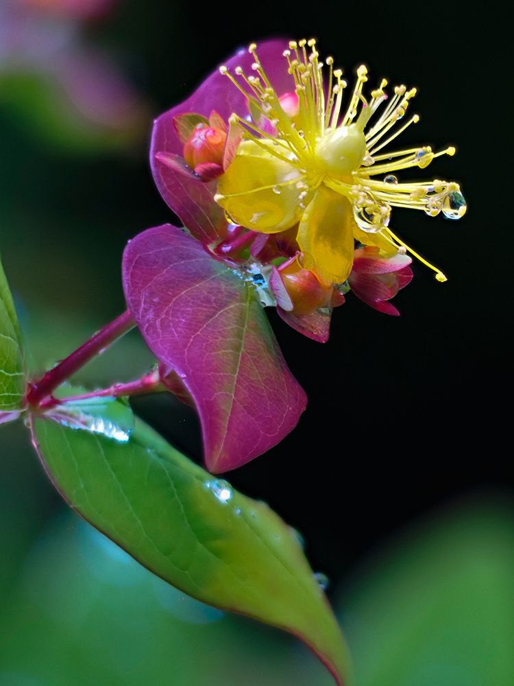 Usa-Washington State-Bellevue. Bellevue Botanical Garden. Tutsan art print by Merrill Images for $57.95 CAD