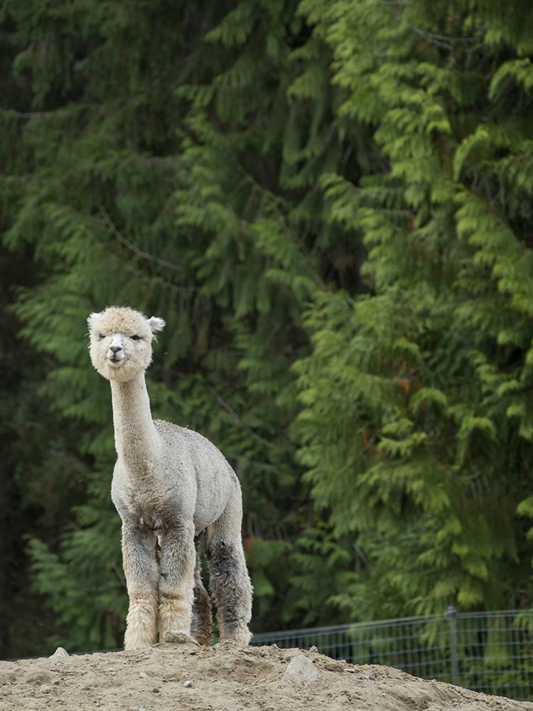 Usa-Washington State-Carnation. Alpaca. art print by Merrill Images for $57.95 CAD