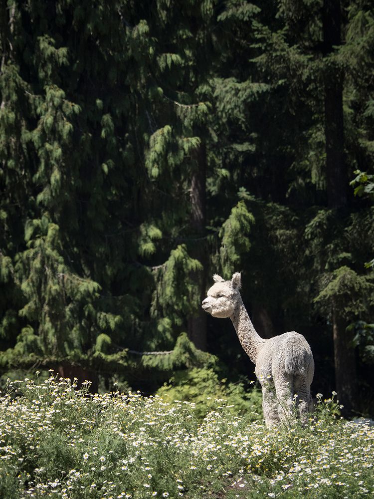 Usa-Washington State-Carnation. Alpaca. art print by Merrill Images for $57.95 CAD