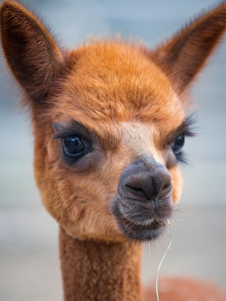 Usa-Washington State-Carnation. Alpaca. art print by Merrill Images for $57.95 CAD