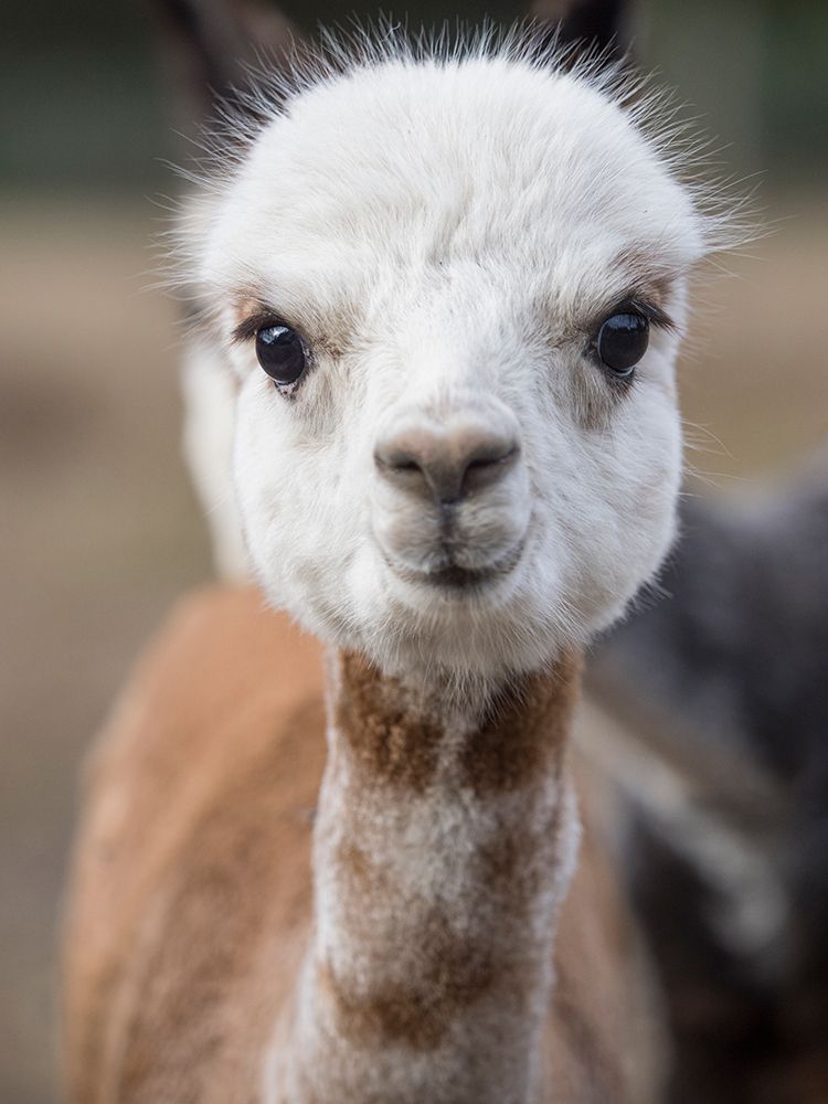 Usa-Washington State-Carnation. Alpaca. art print by Merrill Images for $57.95 CAD