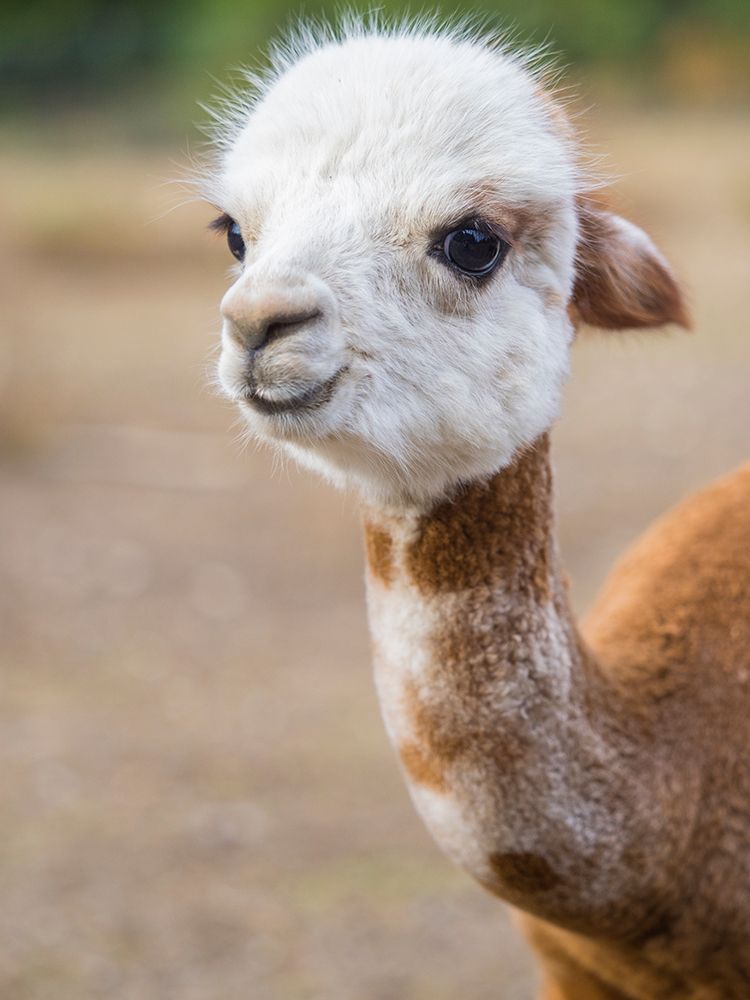 Usa-Washington State-Carnation. Alpaca. art print by Merrill Images for $57.95 CAD