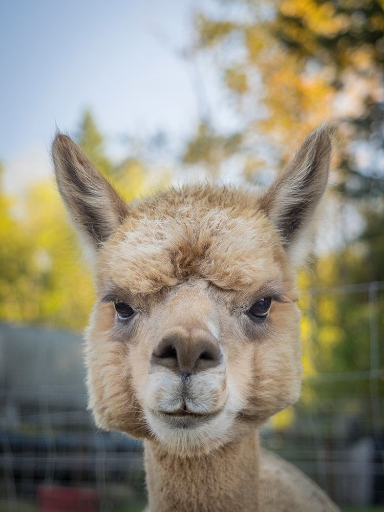 Usa-Washington State-Carnation. Alpaca. art print by Merrill Images for $57.95 CAD