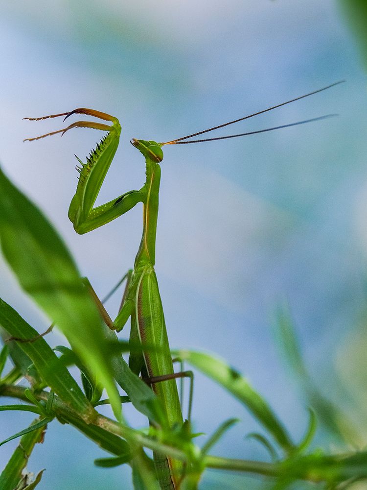 Usa-Oregon. Deschutes River. Praying mantis. art print by Merrill Images for $57.95 CAD