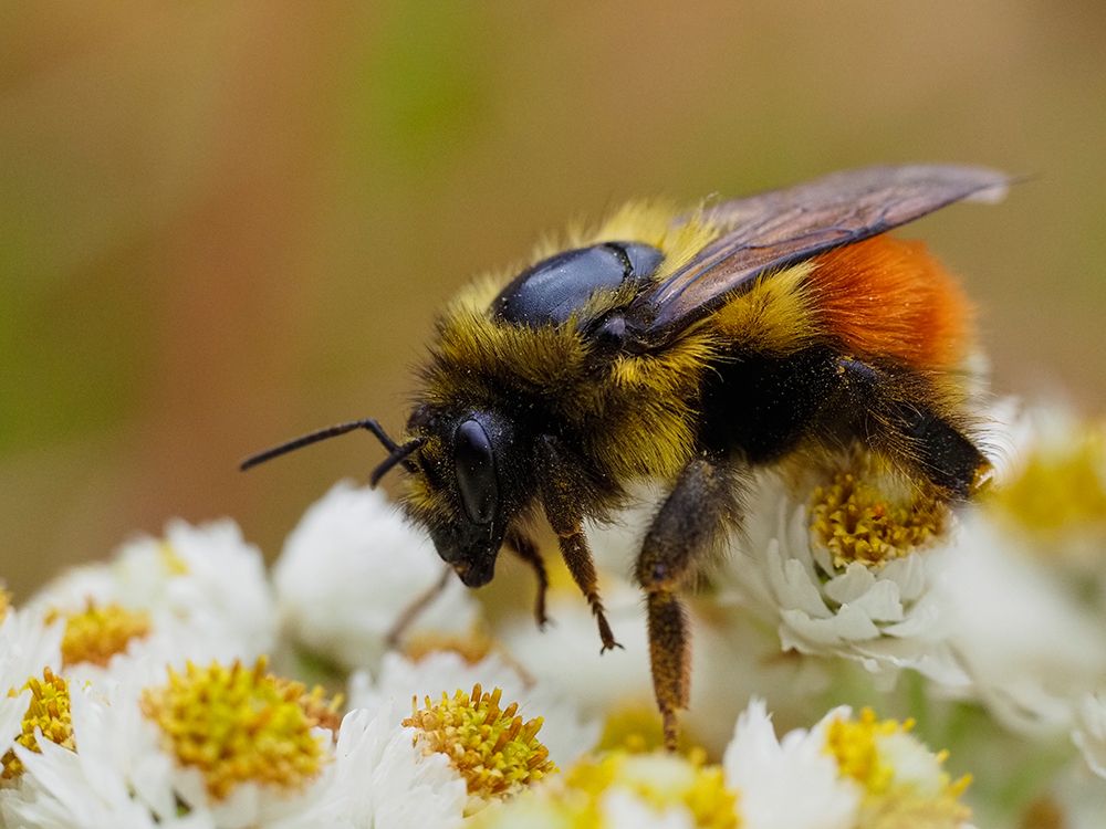 Usa-Washington State-Bellevue. Honeybee covered with pollen on Pearly everlasting art print by Merrill Images for $57.95 CAD