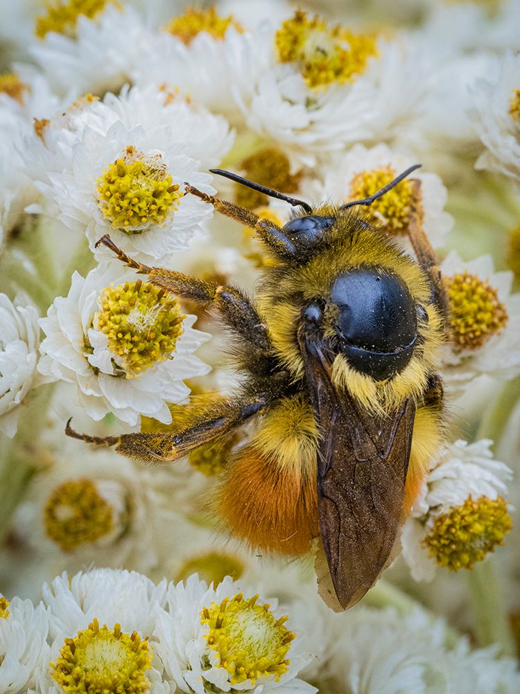 Usa-Washington State-Bellevue. Honeybee covered with pollen on Pearly everlasting art print by Merrill Images for $57.95 CAD
