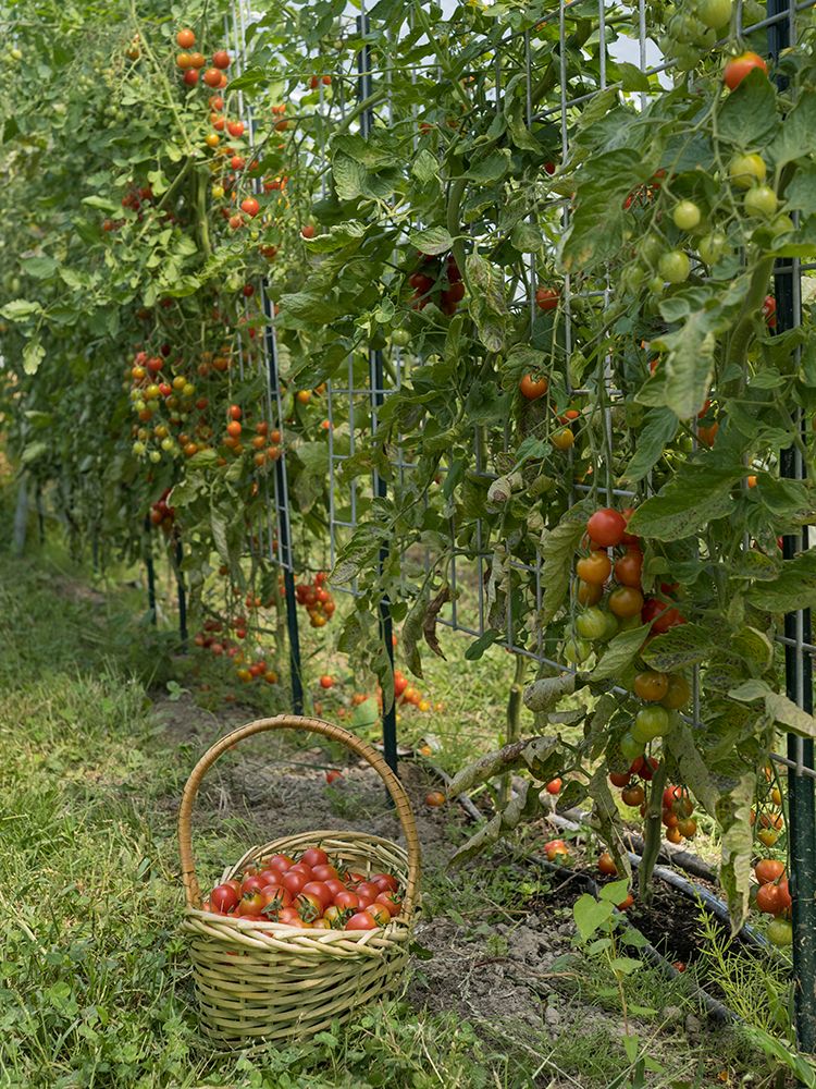 Usa-Washington State. Tomatoes growing and a basket with harvest art print by Merrill Images for $57.95 CAD