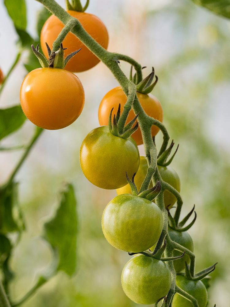 Usa-Washington State-Carnation. Orange tomatoes growing on vine art print by Merrill Images for $57.95 CAD