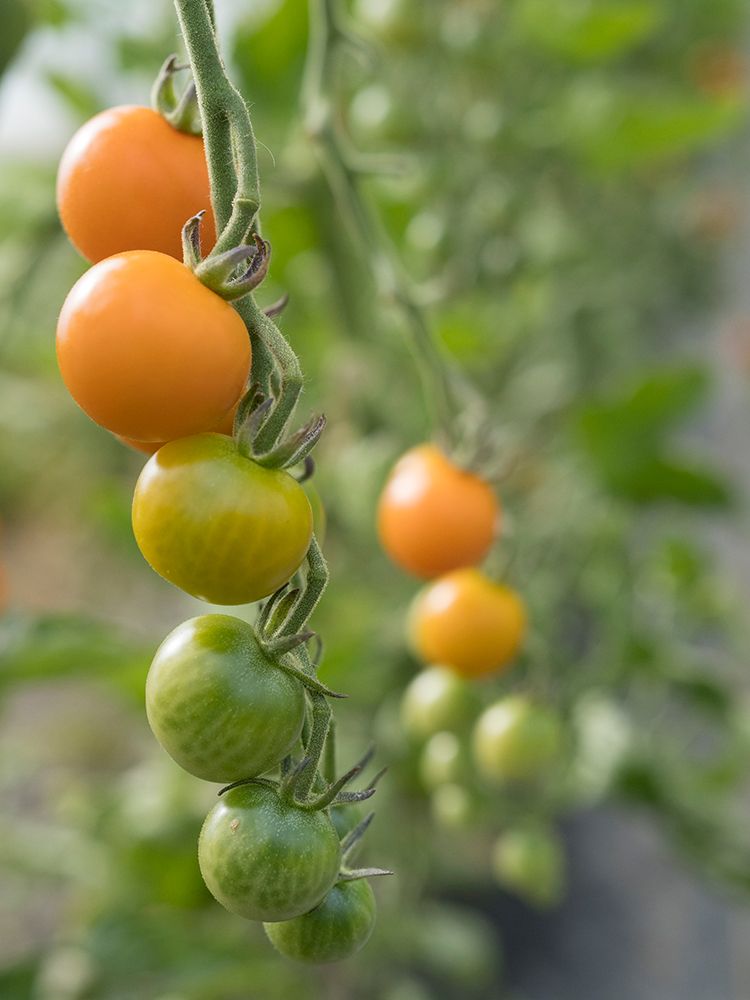 Usa-Washington State-Carnation. Orange tomatoes growing on vine art print by Merrill Images for $57.95 CAD