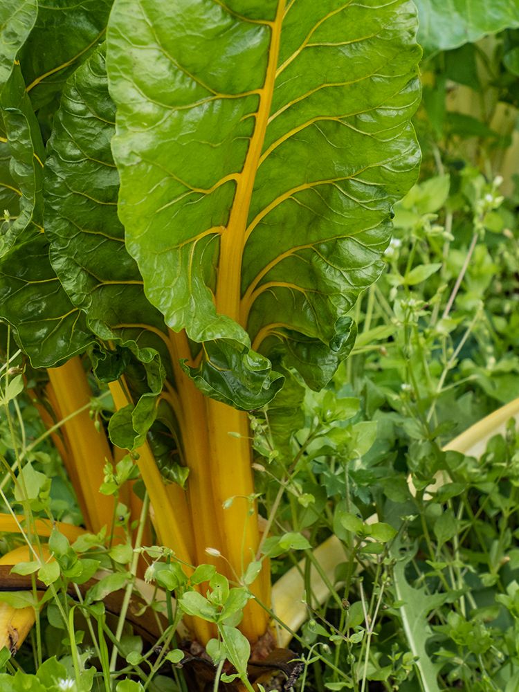 Usa-Washington State-Carnation. Chard growing at a farm art print by Merrill Images for $57.95 CAD