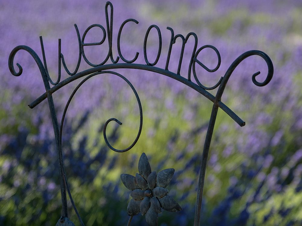 Usa-Washington State. Snoqualmie Valley. Black iron Welcome sign in garden with lavender art print by Merrill Images for $57.95 CAD