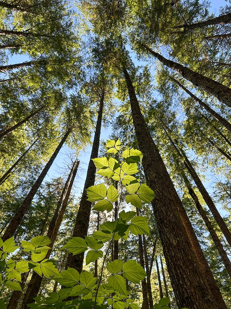 Washington, Olympic Peninsula. Upward view of plant leaves and tall trees. art print by Merrill Images for $57.95 CAD