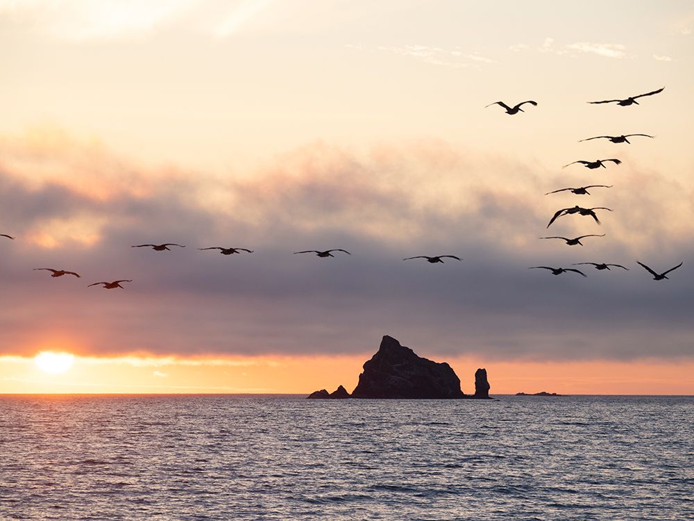 Silhouette of pelican in flight over water. Rialto Beach, Olympic Peninsula, Washington State. art print by Merrill Images for $57.95 CAD