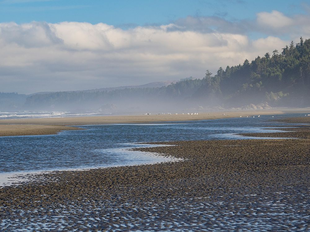 Misty beach, Olympic Peninsula, Washington State. art print by Merrill Images for $57.95 CAD