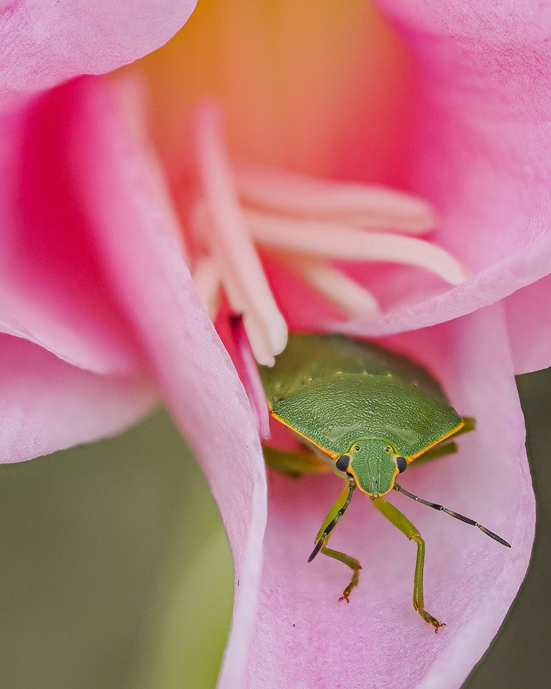 Green Stink Bug (Chinavia hilaris) on flower, Bellevue, Washington State. art print by Merrill Images for $57.95 CAD
