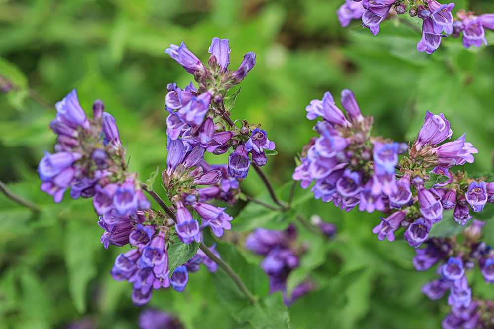 Bremerton, Washington State, Usa. Purple flower in garden. art print by Jolly Sienda for $57.95 CAD