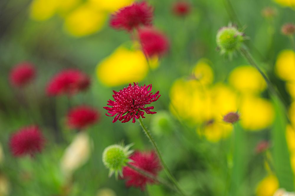 Bremerton, Washington State. Red thistle flower. art print by Jolly Sienda for $57.95 CAD
