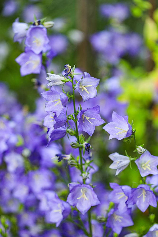 Bremerton, Washington State. Purple flowers, Delphinium Larkspur, flower gardens art print by Jolly Sienda for $57.95 CAD