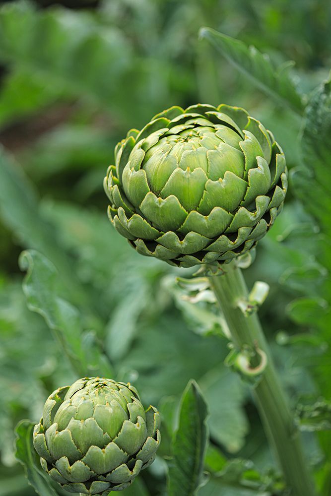 Bremerton, Washington State. Ripe artichoke. art print by Jolly Sienda for $57.95 CAD
