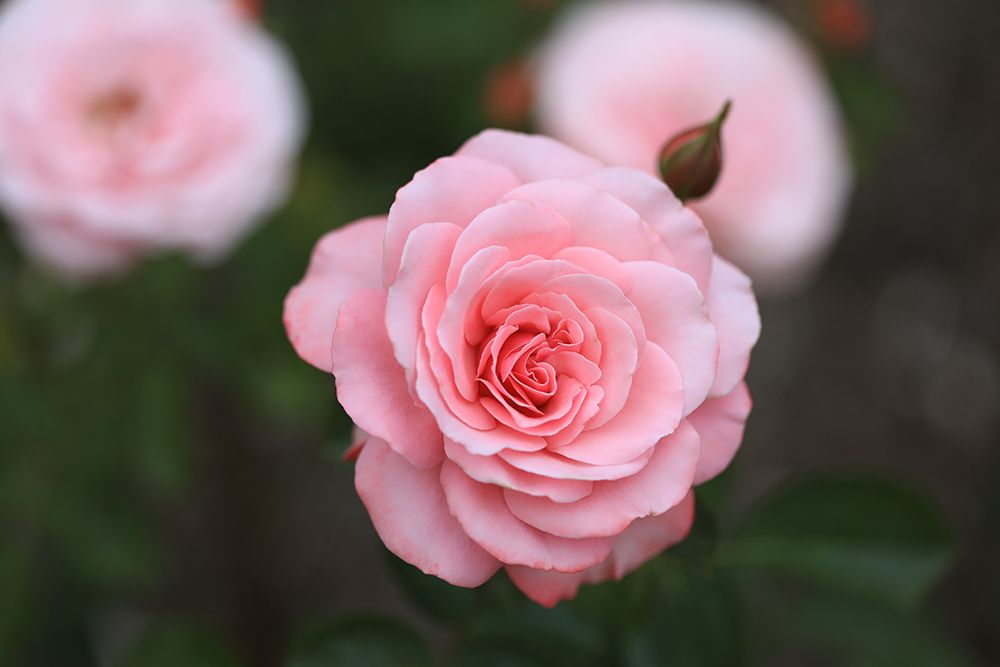 Bremerton, Washington State. Pink rose in garden. art print by Jolly Sienda for $57.95 CAD