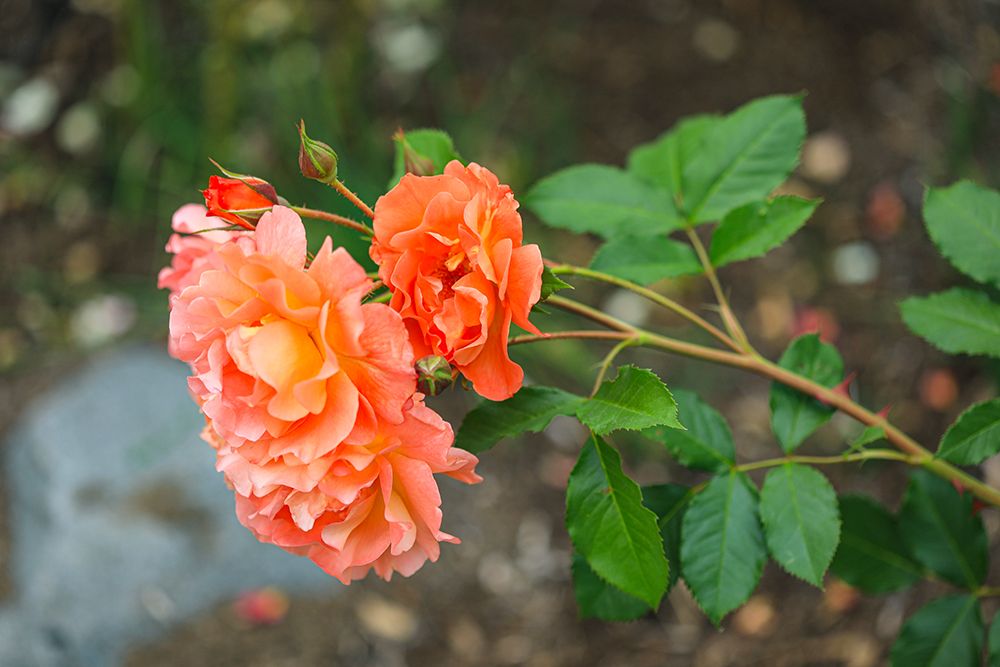 Bremerton, Washington State. Rosebushes. art print by Jolly Sienda for $57.95 CAD