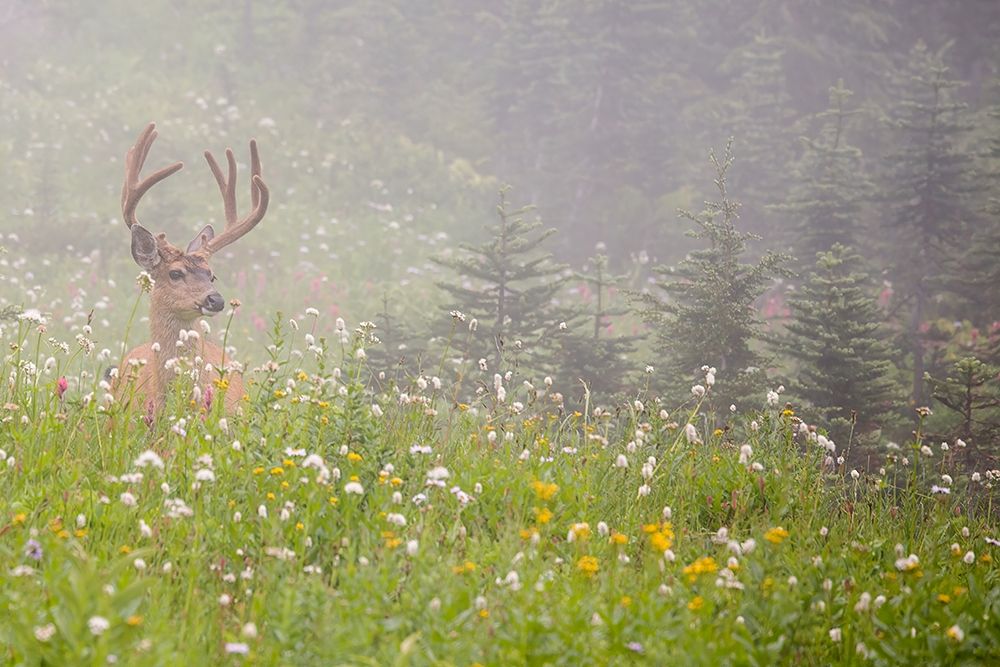 WA-Mount Rainier National Park-Black-tailed deer buck in wildflower meadow-Odocoileus hemionus art print by Jamie and Judy Wild for $57.95 CAD