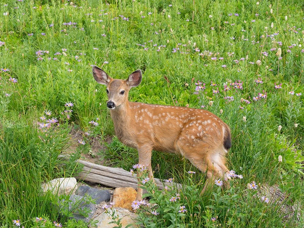 WA-Mount Rainier National Park-Black-tailed deer-fawn-Odocoileus hemionus art print by Jamie and Judy Wild for $57.95 CAD