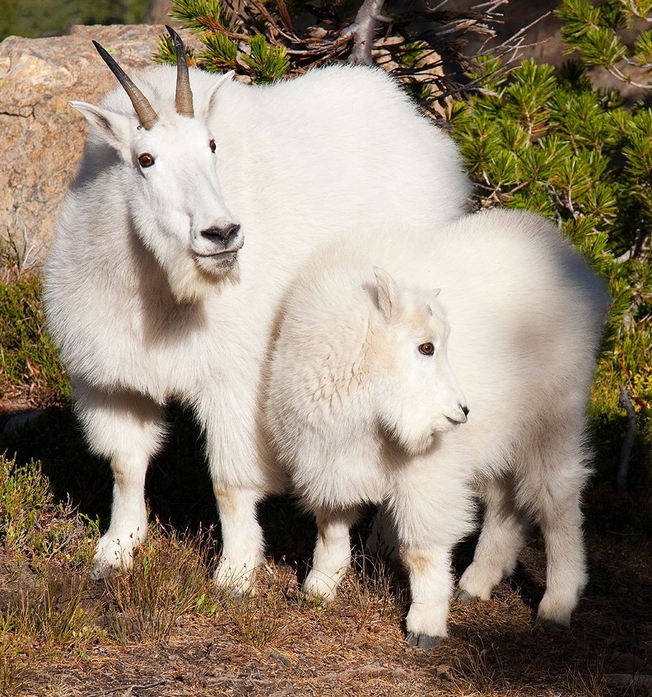 WA-Alpine Lakes Wilderness-mountain goats-nanny and kid art print by Jamie and Judy Wild for $57.95 CAD