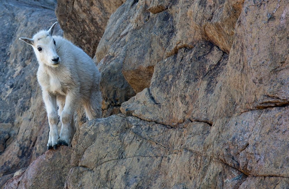WA-Alpine Lakes Wilderness-Ingalls Lake area-Kid (baby) goat on cliff art print by Jamie and Judy Wild for $57.95 CAD