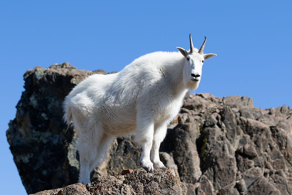 WA-Alpine Lakes Wilderness-Mountain goat-Nanny art print by Jamie and Judy Wild for $57.95 CAD
