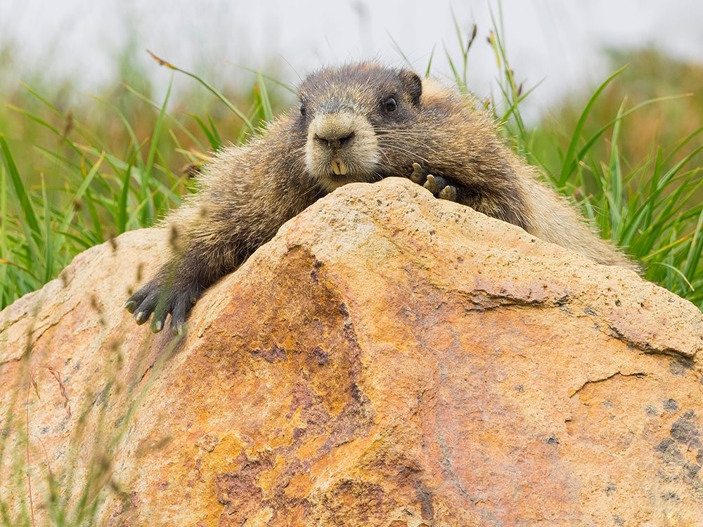 WA-Mount Rainier National Park-Hoary Marmot (Marmota caligata) art print by Jamie and Judy Wild for $57.95 CAD