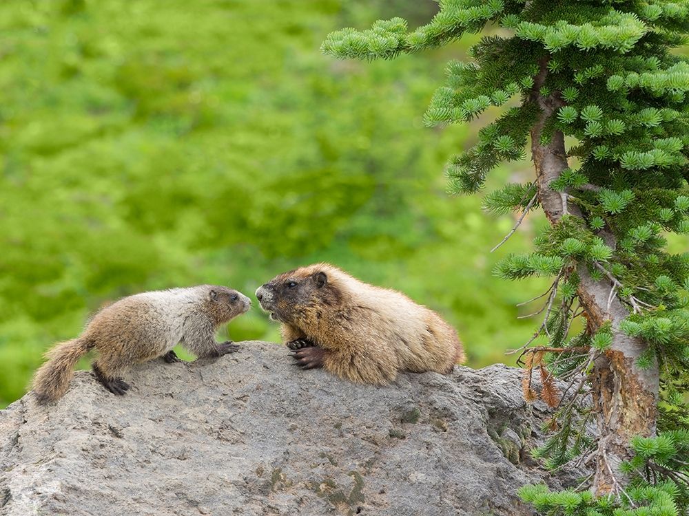 WA-Mount Rainier National Park-Hoary Marmot (Marmota caligata)-mother and baby art print by Jamie and Judy Wild for $57.95 CAD